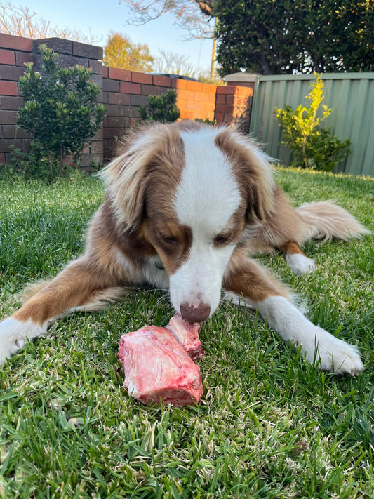 Bone box for dogs